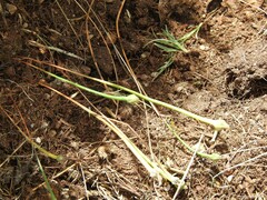 Arnoseris minima