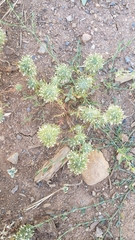 Navarretia intertexta