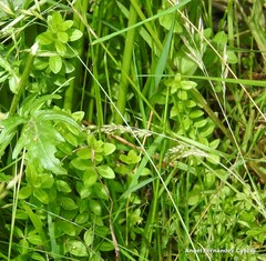 Cruciata glabra