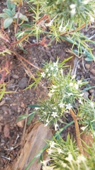 Navarretia intertexta