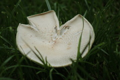 Chlorophyllum rhacodes