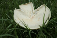 Chlorophyllum rhacodes