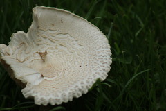 Chlorophyllum rhacodes