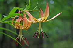 Lilium superbum