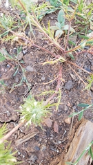 Navarretia intertexta