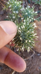 Navarretia intertexta