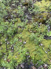 Sphagnum compactum