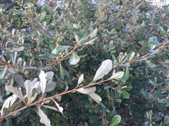 Elaeagnus oldhamii