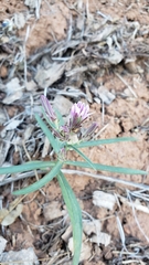 Stephanomeria lactucina