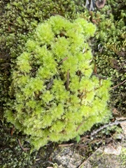 Sphagnum compactum