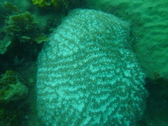 Physogyra lichtensteini