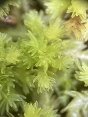 Sphagnum compactum