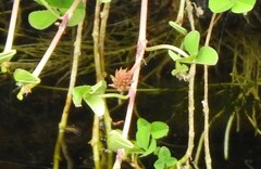 Trifolium suffocatum