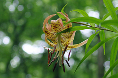 Lilium superbum