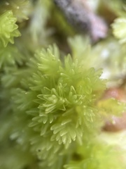 Sphagnum compactum