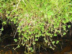 Trifolium suffocatum
