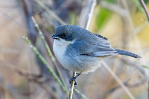 Cinereous Warbling Finch (Microspingus cinereus)