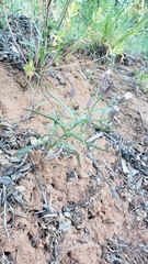 Stephanomeria lactucina