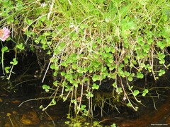 Trifolium suffocatum