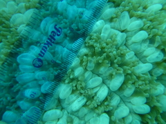 Physogyra lichtensteini