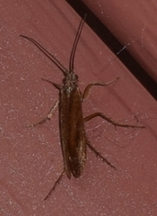Limnephilus ornatus