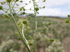 Lepidium chalepense