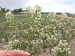Lepidium chalepense