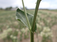 Lepidium chalepense
