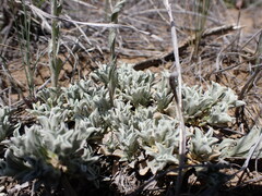 Antennaria microphylla