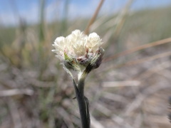 Antennaria microphylla