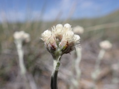 Antennaria microphylla