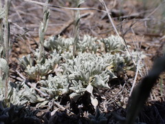 Antennaria microphylla