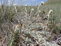 Antennaria microphylla
