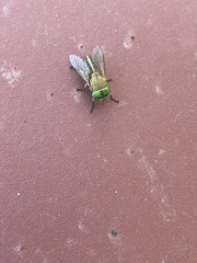 Tabanus nigrovittatus