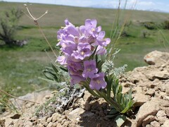 Penstemon eriantherus