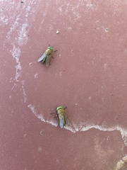 Tabanus nigrovittatus