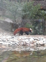 Ailurus fulgens