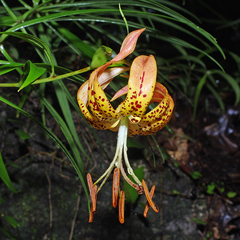 Lilium superbum