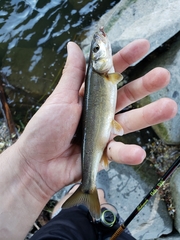 Ptychocheilus umpquae