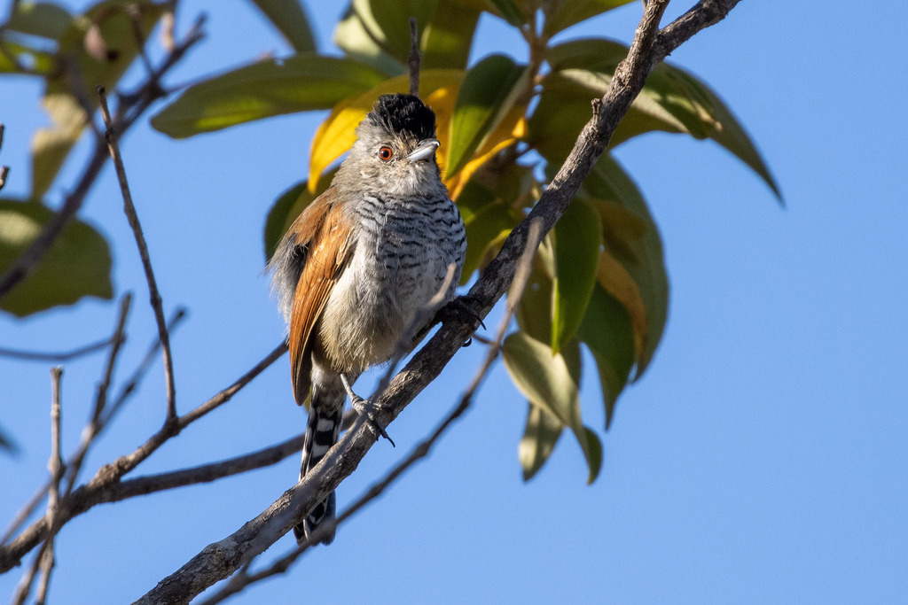 Rufous-winged Antshrike
