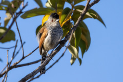 Thamnophilus torquatus