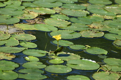 Nymphoides peltata