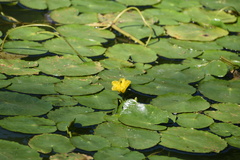 Nymphoides peltata