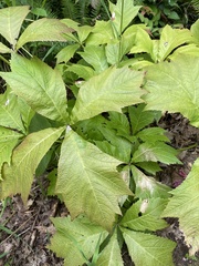 Rodgersia