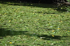 Nymphoides peltata