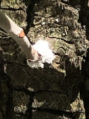 Phenacoccus dearnessi