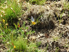 Cerastium ramosissimum