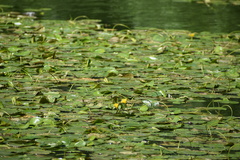 Nymphoides peltata