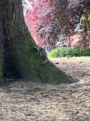 Sciurus carolinensis