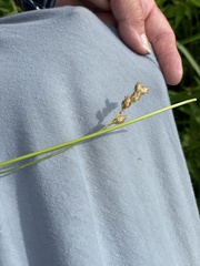 Carex bicknellii